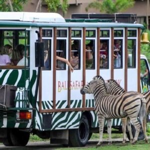 Bali Safari Jungle Hopper