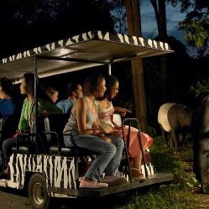 Bali Safari Night Safari