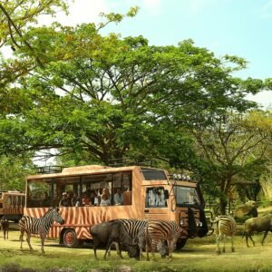 Bali Safari VIP Marine Experience