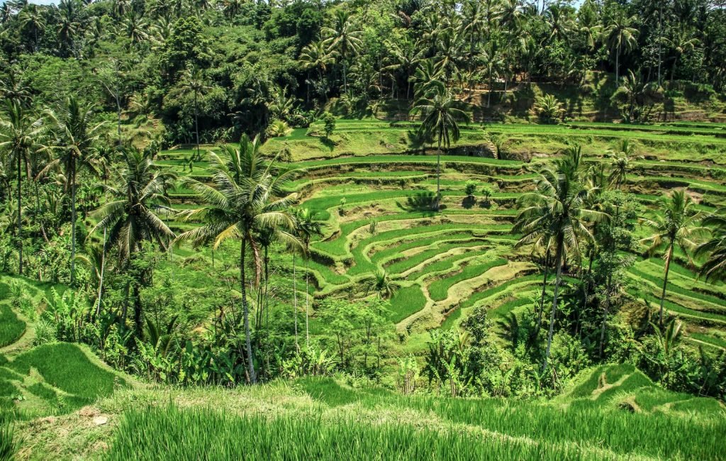Tegalalang Rice Terrace2
