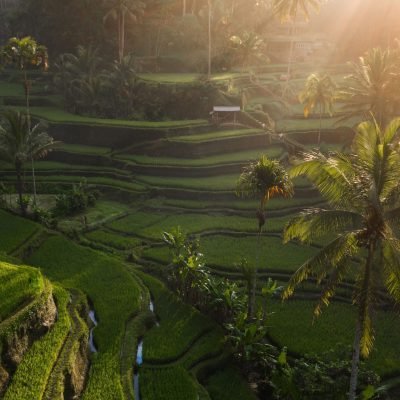 Tegallalang Rice Terrace2