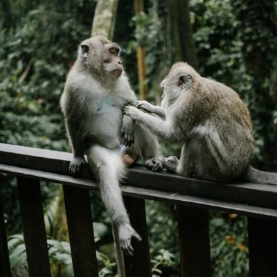 monkey1